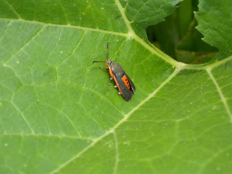 Squash vine borer